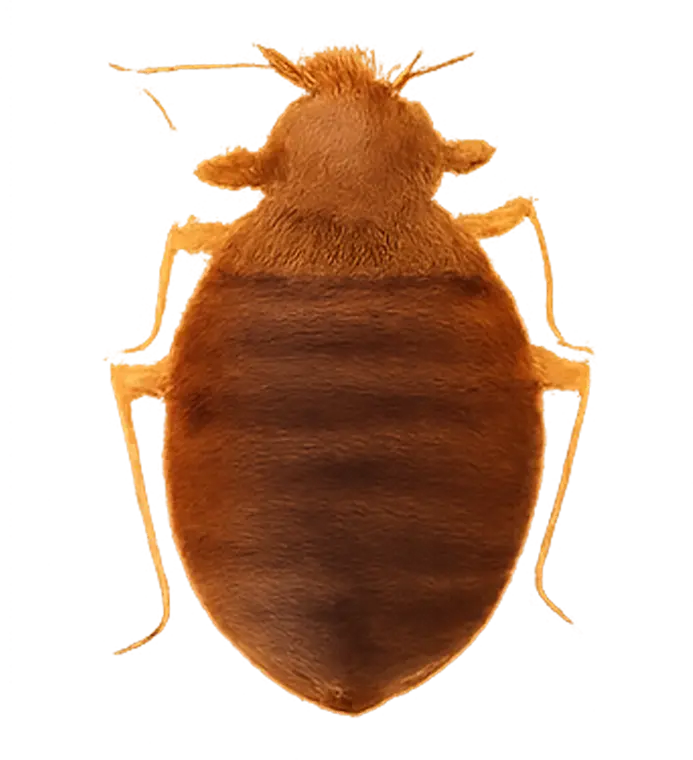 Bed Bugs