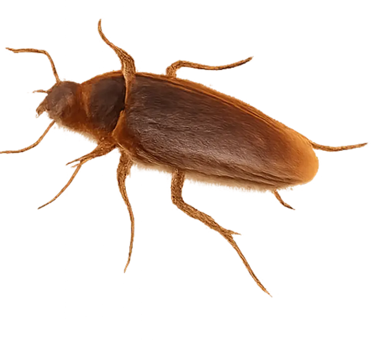 Cockroaches