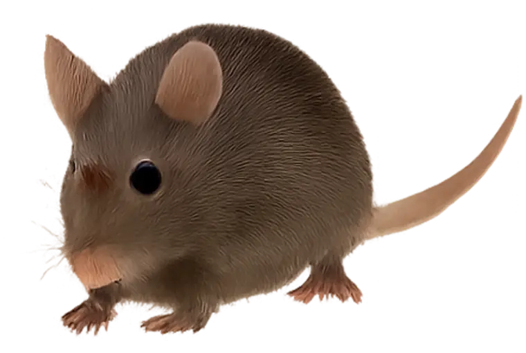 Mice