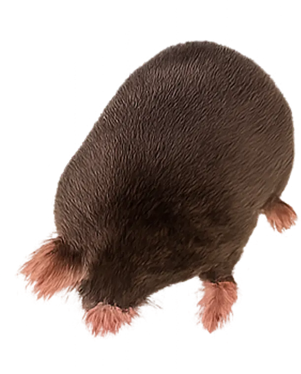 Moles