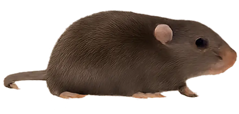 Rats