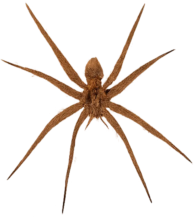 Spiders